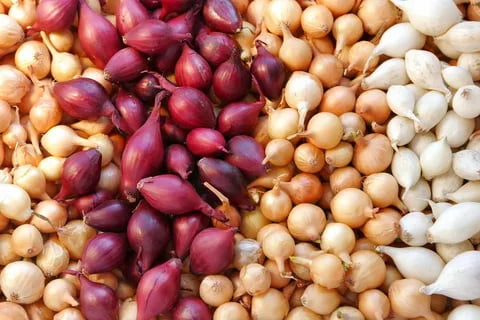 تصویر 4 از راهنما ی خرید پیاز ریز مخصوص ترشی  + قیمت عالی